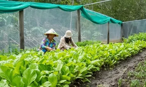 Nông dân Cà Mau tiến lên làm giàu từ những thùng xốp đất đến cả vườn xanh mướt, tháng thu nhập 7 con số