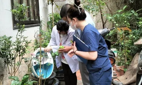 Chủ động diệt loăng quăng, ngăn chặn sốt xuất huyết bùng phát