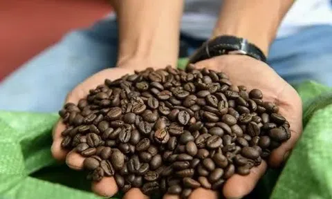 Giá cà phê Robusta lao dốc