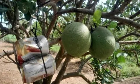 Nông dân Tây Ninh treo lon bia lên vườn bưởi gia đình, ẩn chứa bên trong lại là ‘kho báu’ làm giàu: Hàng xóm khen lợi đôi đường