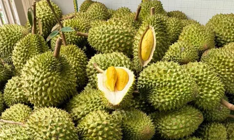 Sầu riêng bị Trung Quốc trả về, DN gửi thẳng lên Thủ tướng một chuyện bất thường