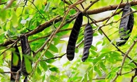 Loại cây tự lớn từng có quá khứ quê mùa, nay lột xác giúp nông dân kiếm tiền tỷ mỗi năm
