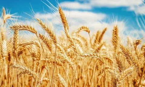 Chiến sự Nga – Ukraine đang hạ nhiệt, nhưng giá ngũ cốc vẫn 'cứng đầu' neo cao