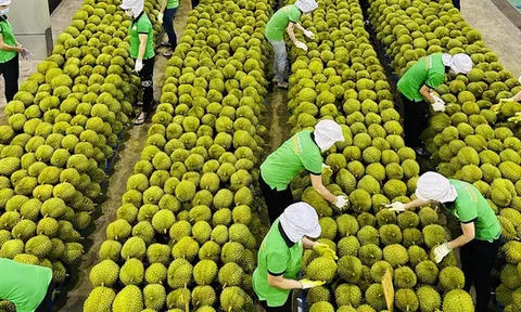 Việt Nam trong cuộc đua khốc liệt giành thị phần sầu riêng tại Trung Quốc