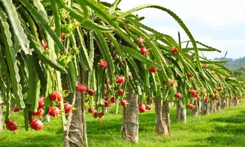 Loại quả đặc sản rớt giá còn 1.500 đồng/kg, nông dân Bình Thuận 'quay xe' trồng cây khác