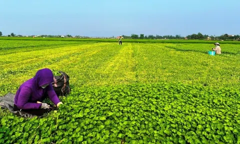 Loại rau là ‘nhân sâm của người nghèo’, giá chỉ 25.000 đồng/kg nhưng nhiều công dụng, thích hợp giải nhiệt mùa hè