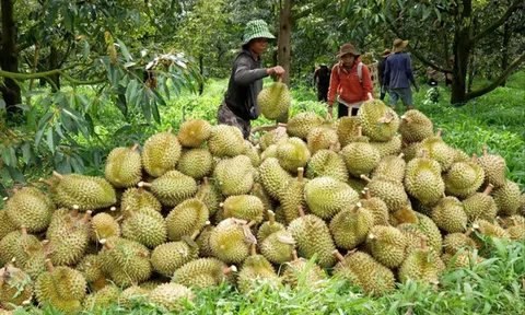 Đại phẫu 'vua' trái cây tỷ USD - Bài 1: Vì sao Cục Bảo vệ thực vật phớt lờ cảnh báo?
