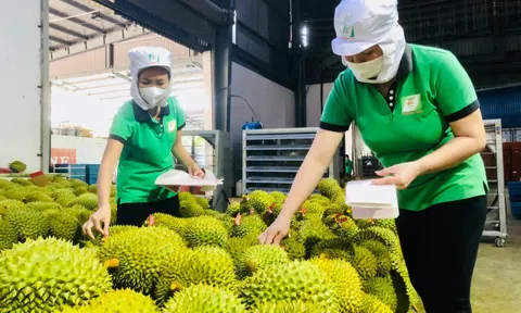 Tin giả gây hại cho thị trường sầu riêng