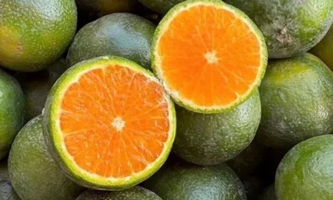 Cuối mùa, một giống cam đặc sản giá chỉ bằng cốc trà đá nhưng chất lượng miễn chê