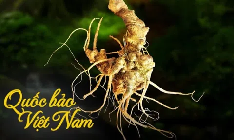 Quốc bảo Việt Nam lọt mắt xanh của "đại gia" THACO: Mục tiêu xuất khẩu thu về 50 triệu USD