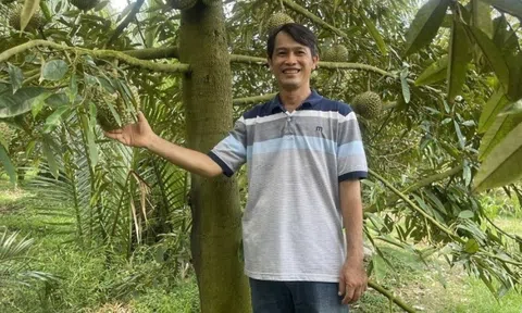 Nông dân Hậu Giang trồng ‘cây tỷ đô’, xứng danh làm giàu kiểu mới: Bà con khắp nơi nườm nượp sang thăm vườn