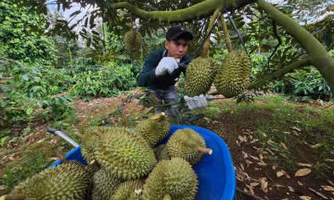 Đại phẫu 'vua' trái cây tỷ USD - bài 3: Sầu riêng bước vào chính vụ, nỗi lo vỡ trận
