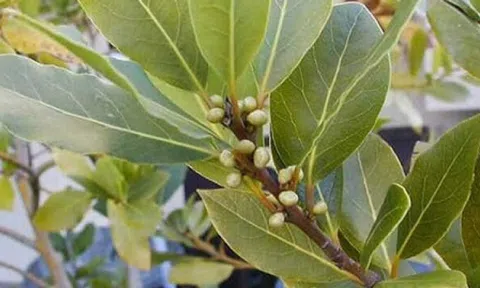 Loại lá dân dã của Việt Nam bất ngờ được săn lùng với giá đắt đỏ: Xuất khẩu thu về gần 600.000 USD, là dược liệu quý hiếm thế giới ít có