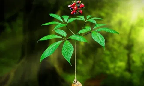 Dược liệu quý hiếm được THACO đặc biệt chú ý