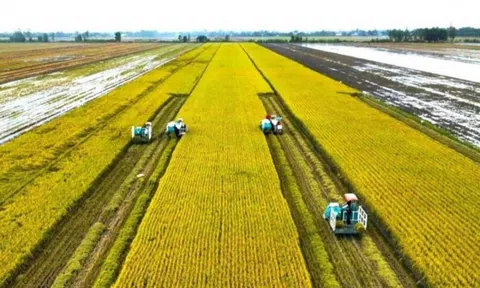 Giảm giá mạnh nhưng xuất khẩu gạo Việt vẫn vững bước: Định hướng mới với gạo phát thải thấp