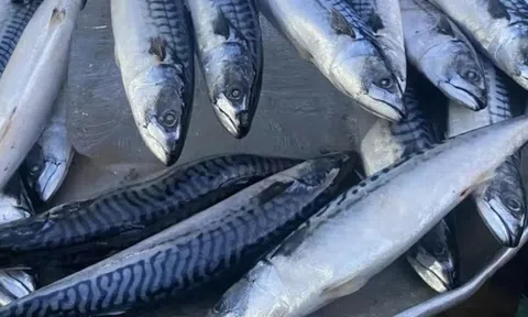 Loại cá người Nhật có thể ăn 3 bữa/ngày, ngon bổ rẻ hơn cá hồi, bắt đầu được người tiêu dùng Việt chú ý