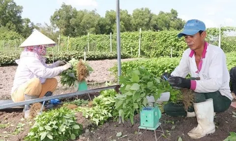 Nông dân Bà Rịa-Vũng Tàu cắt phăng cây lúa để làm giàu nhờ loại rau ‘thơm ngát’: Thu hoạch đến đâu thương lái gom sạch, cả vùng giờ không còn ai nghèo