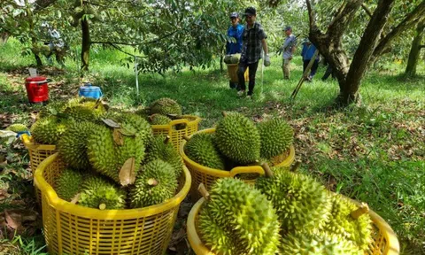 Đại phẫu 'vua' trái cây tỷ USD - Kỳ 5: Nước mắt nông dân