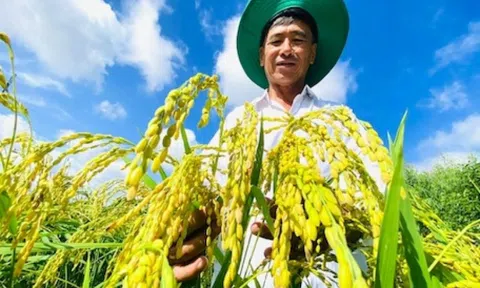 Từ bỏ lúa, nông dân Sóc Trăng trồng thứ ‘nở ra là có tiền’, mỗi ngày thu 10 triệu đồng