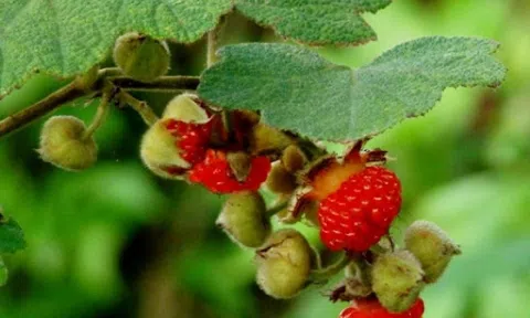 Loại quả từng mọc dại không ai hái, nay lên phố giá 150.000 đồng/kg vẫn 'cháy hàng'