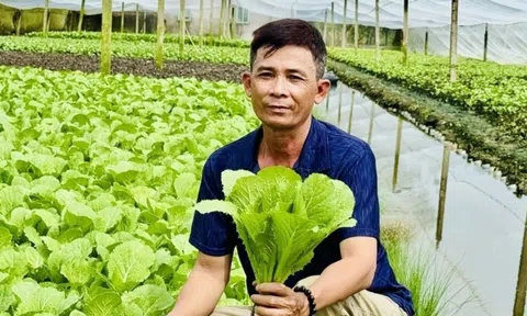 Nông dân Cần Thơ thoát nghèo ngoạn mục, thu nhập 50 triệu/tháng nhờ trồng thứ rau trong nhà kính: Nhiều người đua nhau đến học hỏi