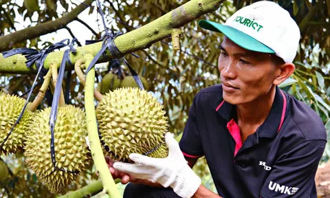 Cảnh trái ngược trên thị trường sầu riêng Lâm Đồng