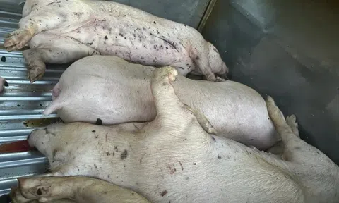 Thông tin liên quan tới heo bệnh phải tiêu hủy