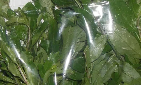 Loại rau tên lạ lùng, xưa làm hàng rào tưởng không ăn được nay 'lên đời' thành đặc sản: Được săn đón ở thành phố, giá cao ngỡ ngàng