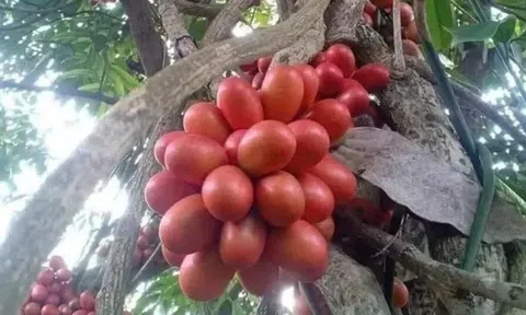 Loại quả mọc hoang được người Việt ăn chơi, nay dân Trung lùng mua với giá tới 500.000 đồng/kg