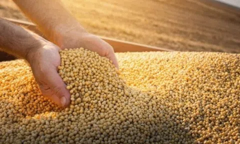 Trung Quốc ngừng nhập khẩu một mặt hàng từ Mỹ, một quốc gia bất ngờ hưởng lợi lớn khi đơn hàng tăng mạnh