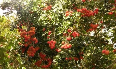 Nông dân Vĩnh Long 'ngồi trên đống lửa' vì 2 loại trái cây chín ồ ạt nhưng càng hái càng lỗ