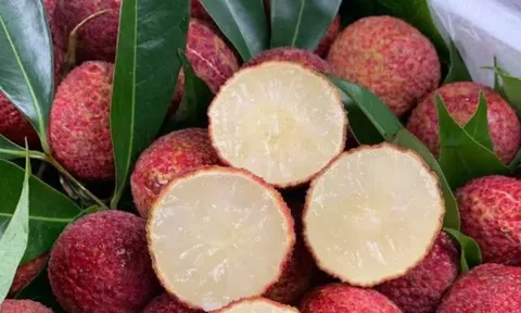 Vải Trung Quốc được trồng như thế nào mà về Việt Nam giá 700.000 đồng/kg?
