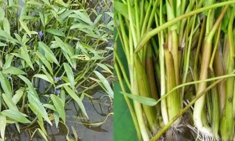 Loại rau không cần chăm bón vẫn mọc tua tủa, chỉ Việt Nam có: Giàu giá trị dinh dưỡng, giá bán lên tới 39.000 đồng/kg