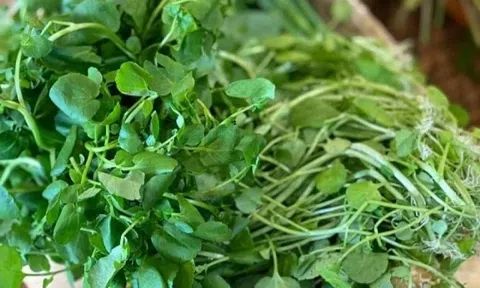 CDC Mỹ chấm 100/100 điểm dinh dưỡng cho loại rau này: Chợ Việt bán đầy 'rẻ đến khó tin', nhiều người không biết mà ăn