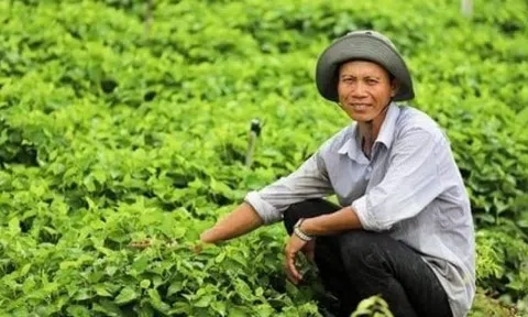 Nông dân Vĩnh Long trở thành đại gia nhờ thứ rau thơm ngát, tốt um ngoài cánh đồng: Thương lái gom đến đâu, lấy tiền đó mua vàng