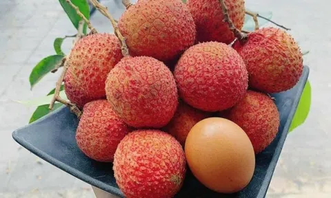 Nông dân Hưng Yên tưng bừng thu hoạch loại quả đặc sản từ cây tổ 200 tuổi, mua tại vườn giá đã 250.000 đồng/kg