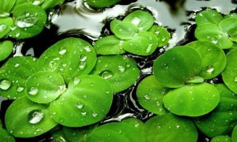 Loại rau người Việt dùng cho lợn ăn hóa ra là 'thịt thực vật', châu Âu chính thức phê duyệt để đưa lên bàn ăn