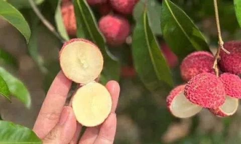 Nông dân trồng vải Việt bất ngờ khi xuất hiện đối thủ từ Trung Quốc giá gần 1 triệu/kg vẫn cháy hàng