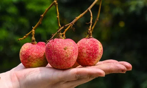 Giá vải thiều Việt Nam có loại đến 600 nghìn đồng/kg, Trung Quốc đứng số 1 về sản lượng