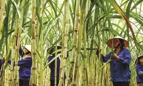 Đường tồn đọng chưa từng có, nhiều nhà máy 'cháy' kho