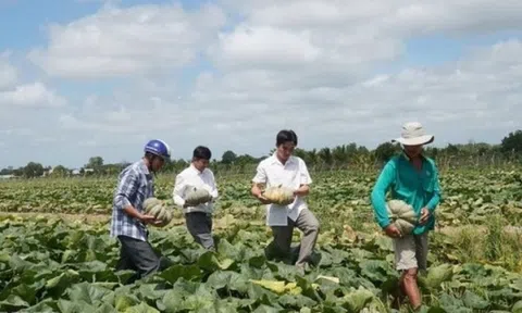 Đất trồng lúa bỏ hoang, nông dân Cà Mau trồng loại cây dây bò ra trái lực lưỡng, giúp thu trăm triệu mỗi vụ