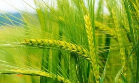Hàng trăm nghìn tấn 'báu vật' từ Mỹ vừa đổ bộ Việt Nam với giá cực rẻ: Là mặt hàng cả thế giới đều cần