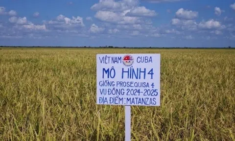 Gần 20 năm hợp lực, 'ngọc trời' Việt Nam trổ bông vàng rực trên đất Cuba