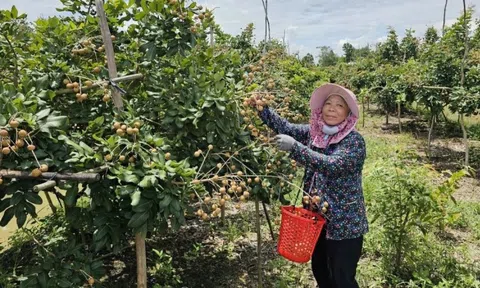 Nông dân Cần Thơ trồng thành công loại quả ăn ngon nức tiếng, sẽ xuất khẩu sang Mỹ trước ngày ‘đón’ Hậu Giang, Sóc Trăng