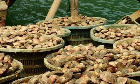 Kho báu của Việt Nam được người Trung Quốc khen "ăn cả ngày không chán": xuất khẩu tăng hơn 300%, toàn cường quốc săn lùng