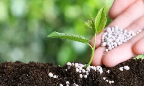 Giá urê tăng nóng do căng thẳng tại Trung Đông, doanh nghiệp phân bón của Việt Nam hưởng lợi?