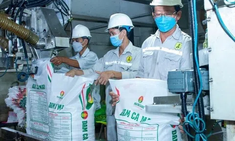 “Đại gia” phân bón Đạm Cà Mau (DCM) sắp chi nghìn tỷ chia cổ tức