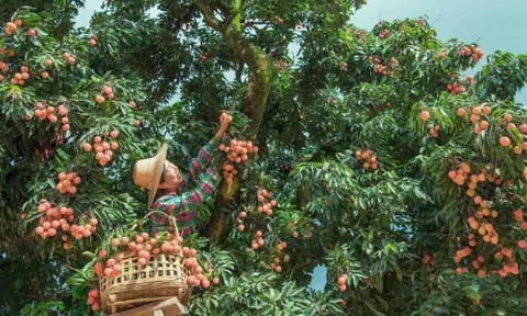 Thủ phủ vải của thế giới: Thu hoạch lên tới hàng triệu tấn mỗi vụ, sử dụng drone kiểm tra vườn, người trẻ lũ lượt ngồi livestream bán vải