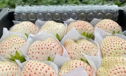 Nông dân Đà Lạt trồng được loại quả cao cấp, ăn thơm mùi sữa, đỉnh điểm bán 2 triệu/kg vẫn cháy hàng