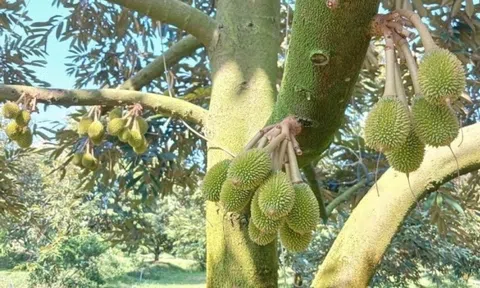 Nông dân Hậu Giang cắt phăng cây lúa chuyển sang trồng cây tỷ đô: Ban đầu hàng xóm hoài nghi, nay đổi đời nhờ áp dụng phương pháp mới
